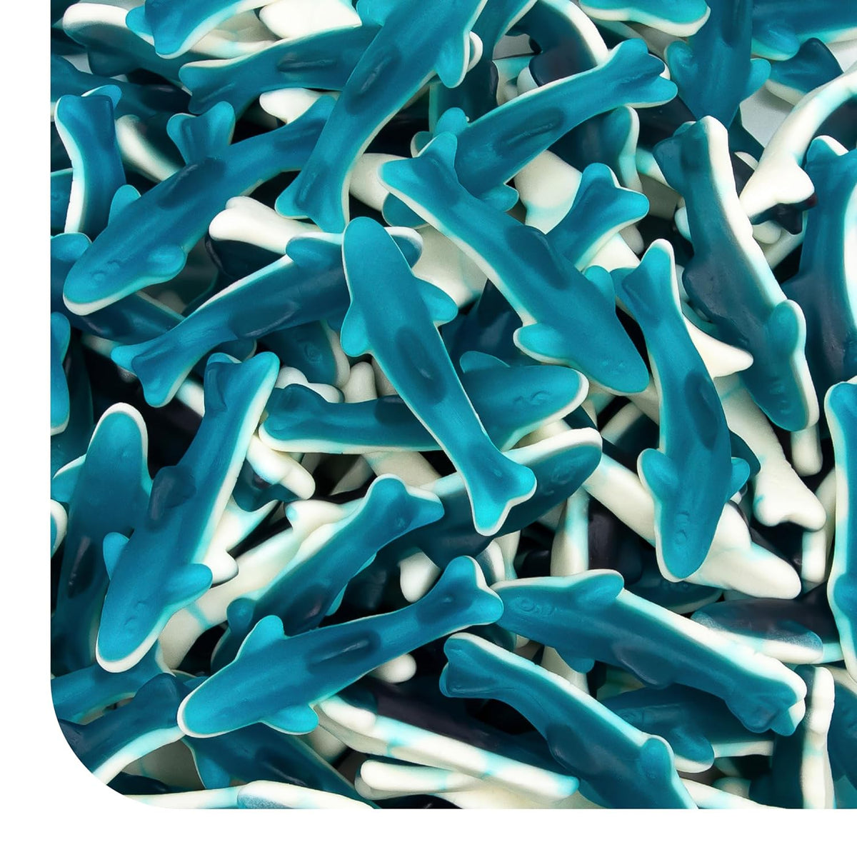 Blue Sharks Gummy Candy | 2 Pound Bulk Bag | Blue Raspberry Shark Gumm Crazy Outlet Candy Store Blue Sharks Gummy Candy | 2 Pound Bulk Bag | Blue Raspberry Shark Gumm Crazy Outlet Candy Store